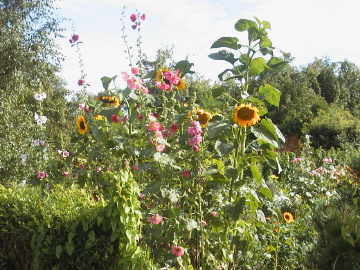 Sonnenblumen_1